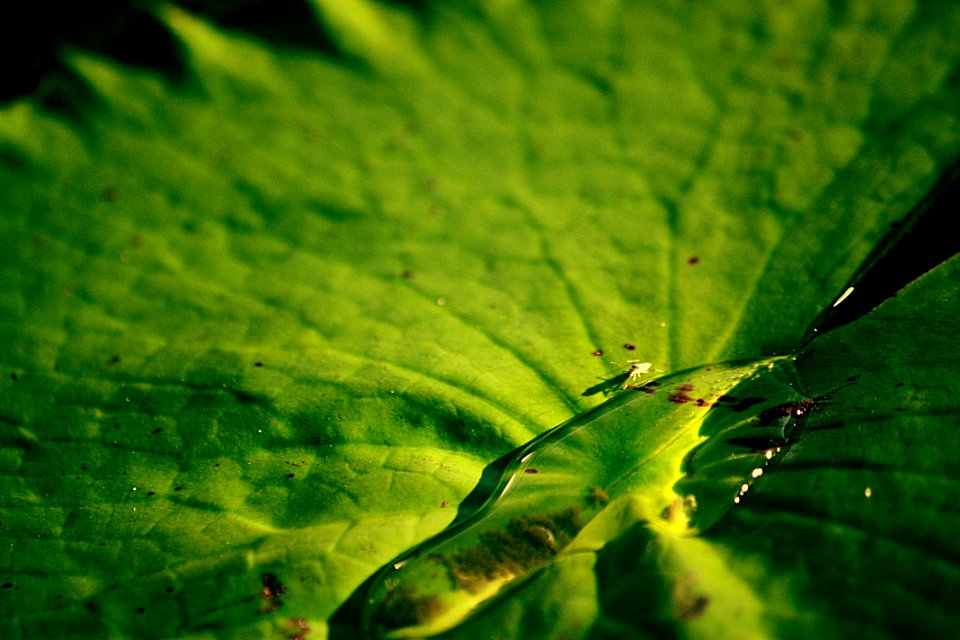 Water Leaf Water Bug