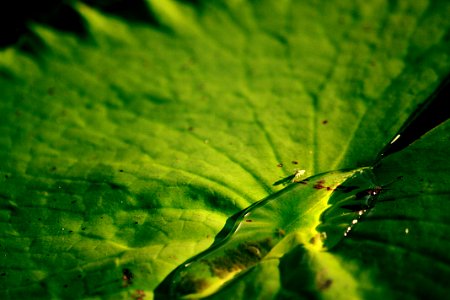 Water Leaf Water Bug photo