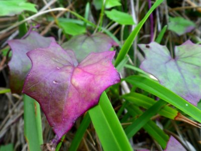 Purple Hearts