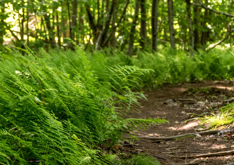 Woods Undergrowth