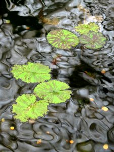 Pond With Waterlily Leaves photo