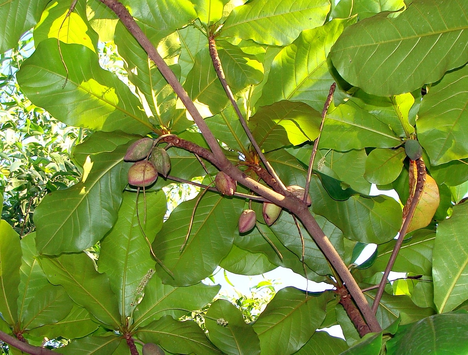 Terminalia catappa india tree