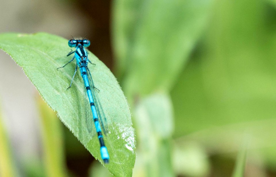 Back Yard Dragon Shooting