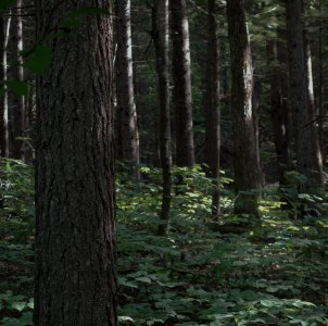 Forrest Of Trees