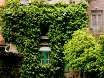 Old Grass Wall