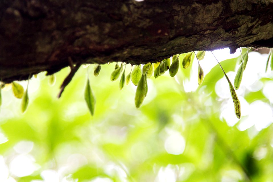 Tree Trunk Yangmingshan National Park