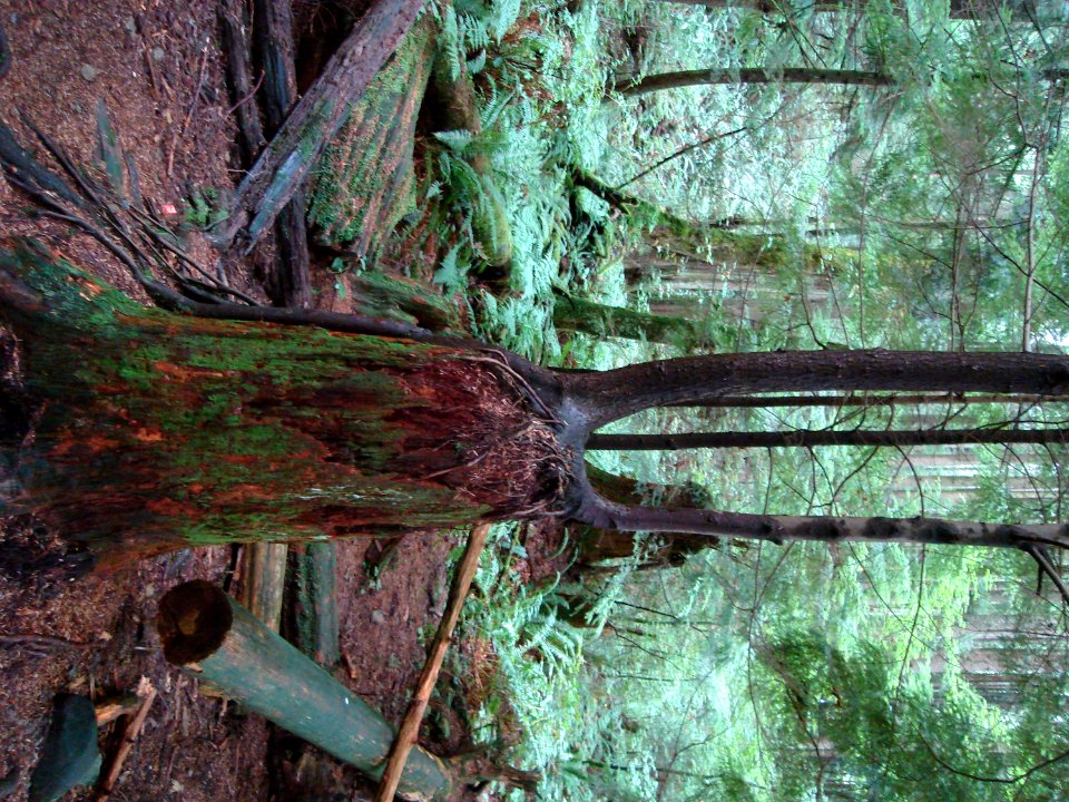 Plant Plant Community Tree Natural Landscape