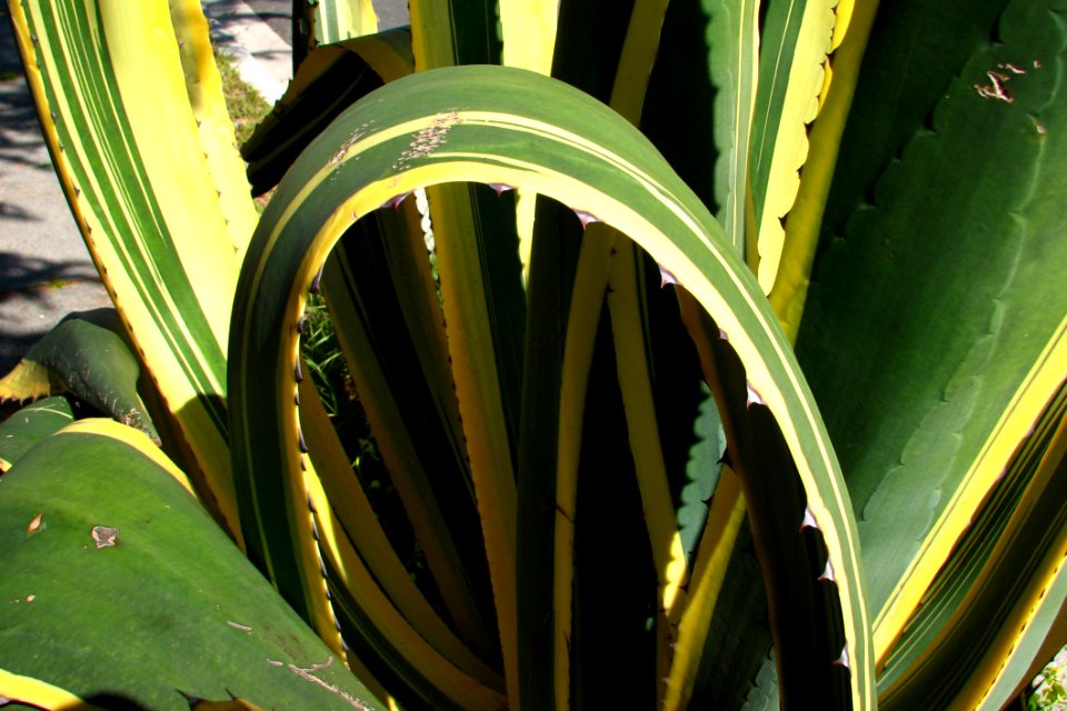 Curving Agavoid Leaf