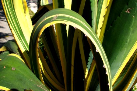 Curving Agavoid Leaf