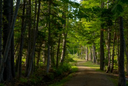 Wooded Evening Light