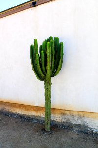 The Life Of Cacti photo