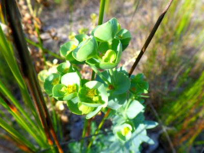 Flowers On The Beach