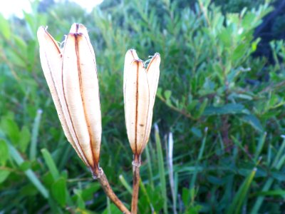 Seed Pod