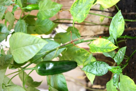Bell Green Huerta Morron
