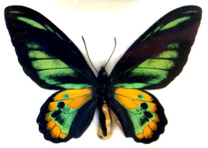 Green And Yellow Butterfly