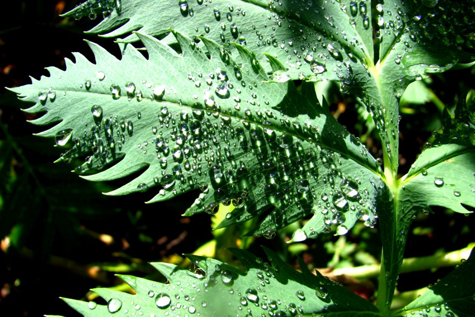Leaf With Water Drops 3