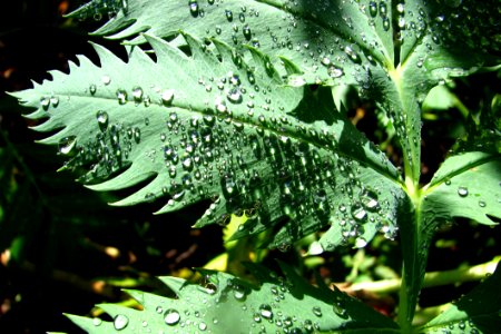 Leaf With Water Drops 3 photo