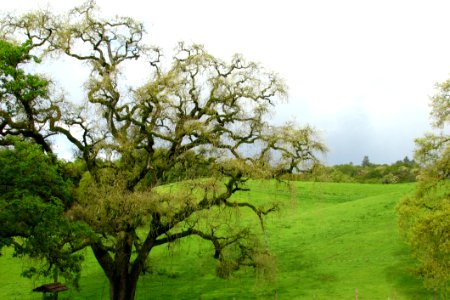 Tree And Meadow photo