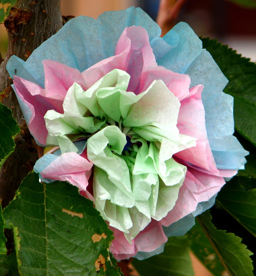 Tissue-paper Flower 1