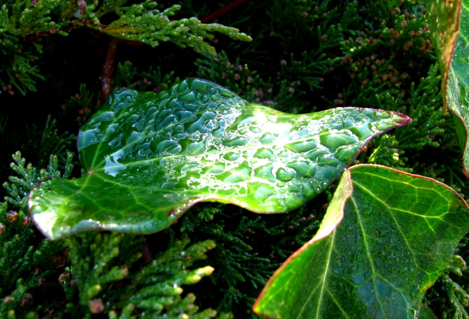 Leaf With Water Drops 1