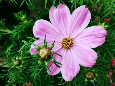 Flower With Light Lavender Petals