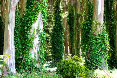 Tree Trunks With Ivy photo