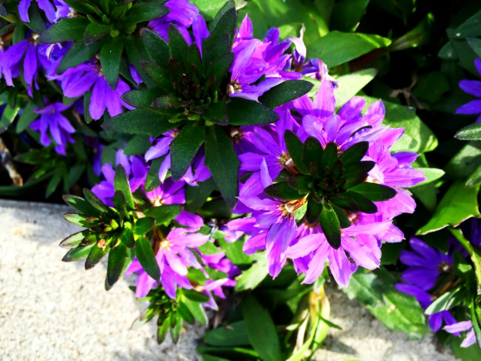 Green Plant With Purple Flowers