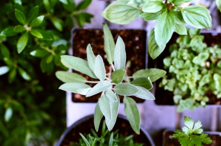 Small Green Herbs In Pots