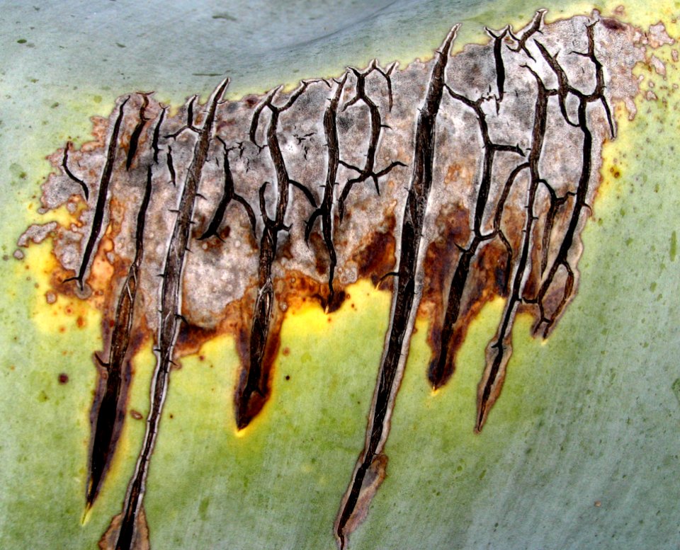Damaged Agave Leaf 1