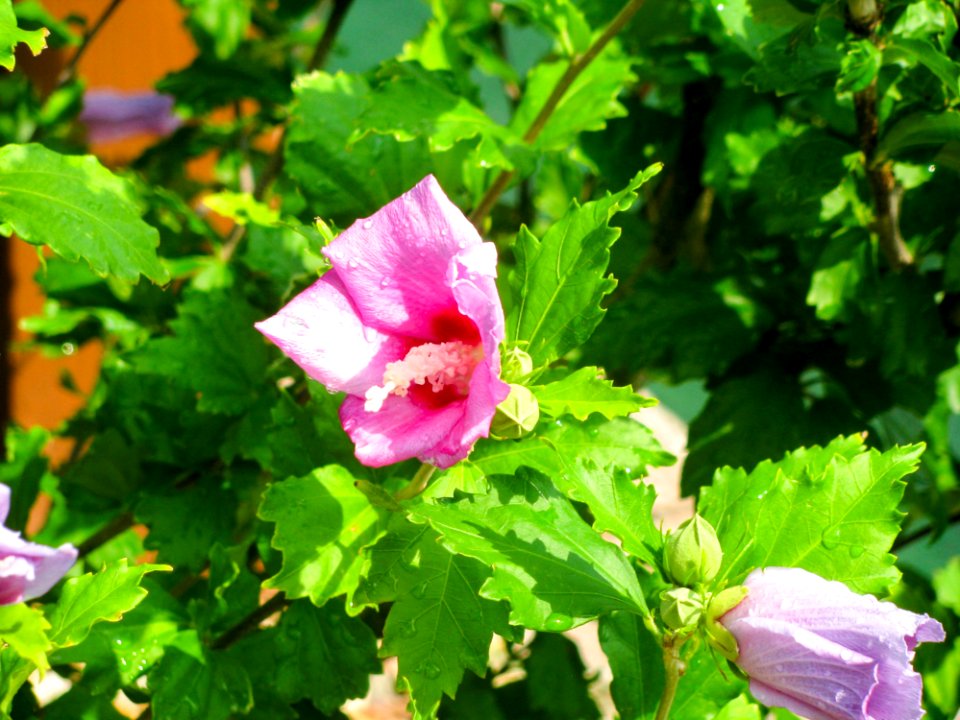 Pink Flower On Green Plant