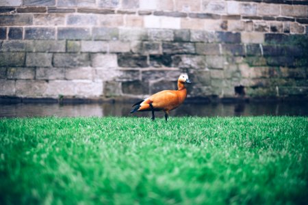 Brown Duck In Green Grass