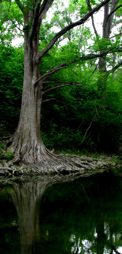 Wide Roots