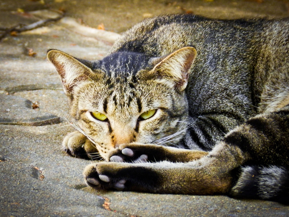 Fur kitten wildlife - Free photos on creazilla.com