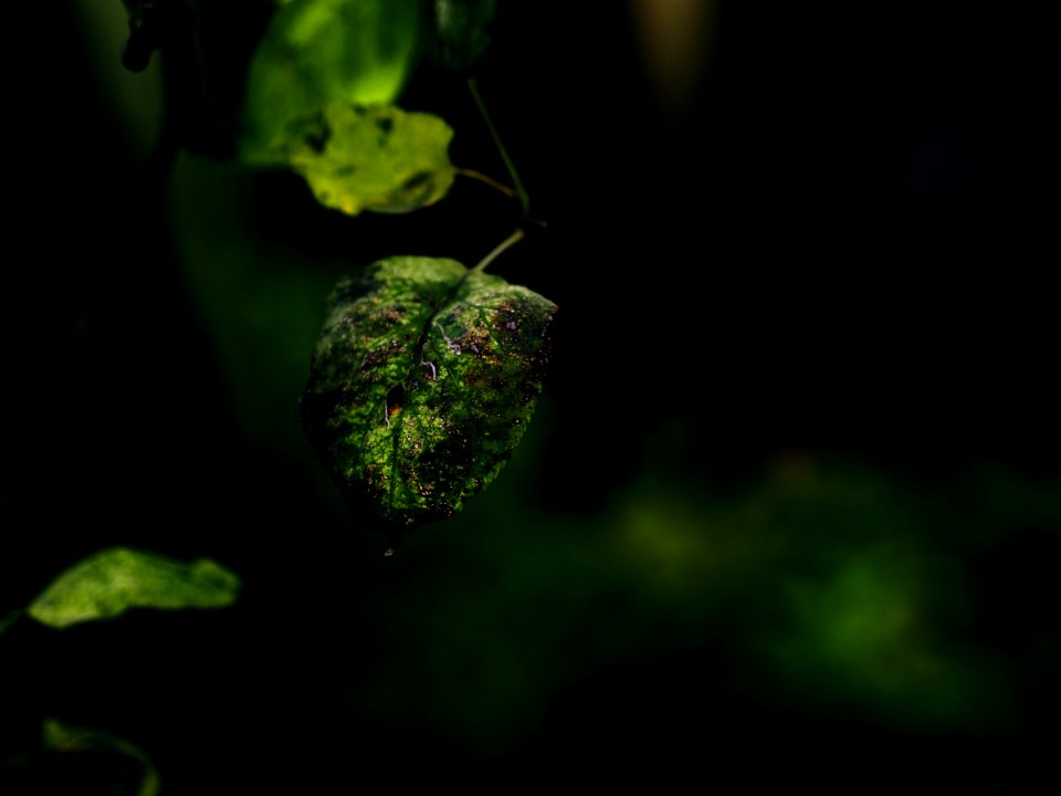 Green Diseased Leaf