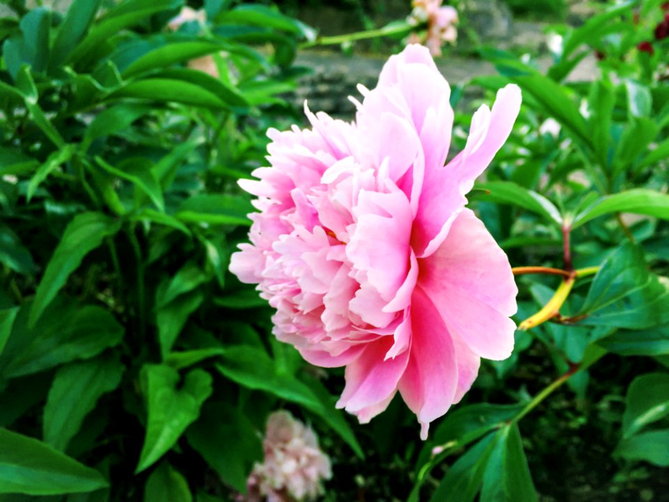 Flower With Light Pink Petals On Green Plant
