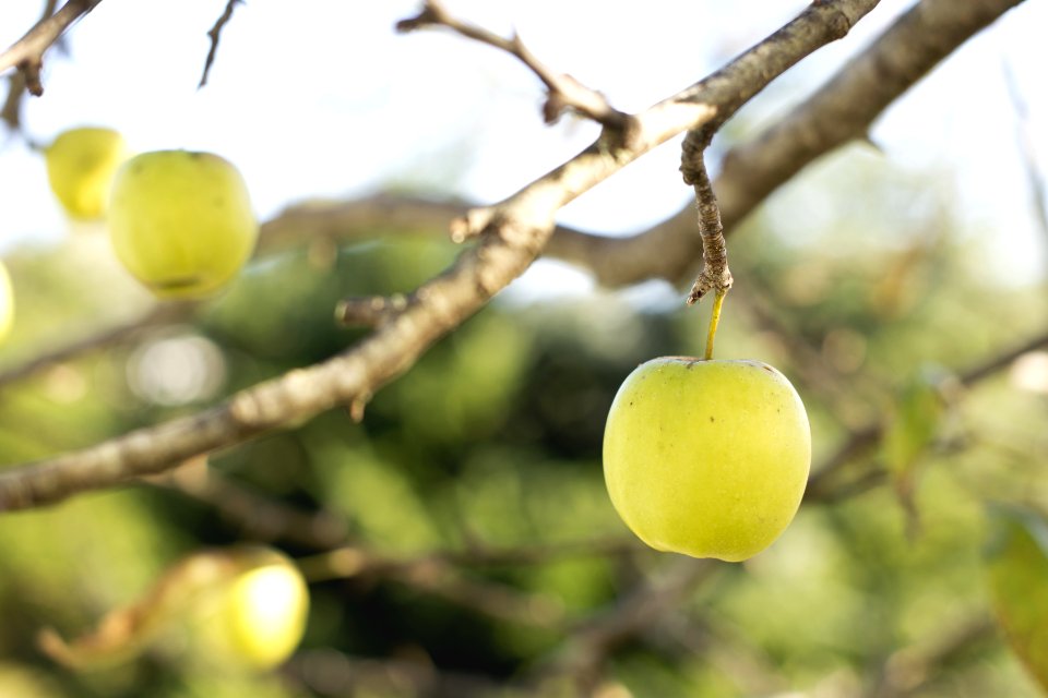 Green Apple On Tree