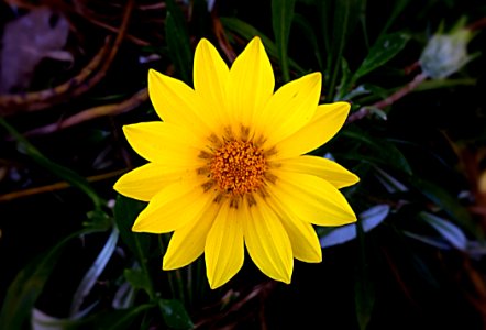 Yellow Fl