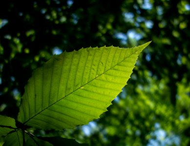 I Love Looking Up At Leaves