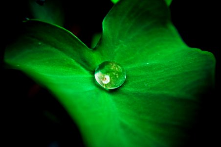 Dew Drop In Green Leaf