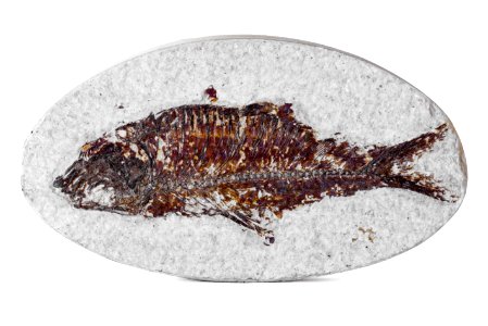 Knightia Fossil Fish photo