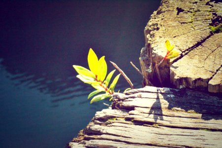 Green Plant Growth On Tree Stump