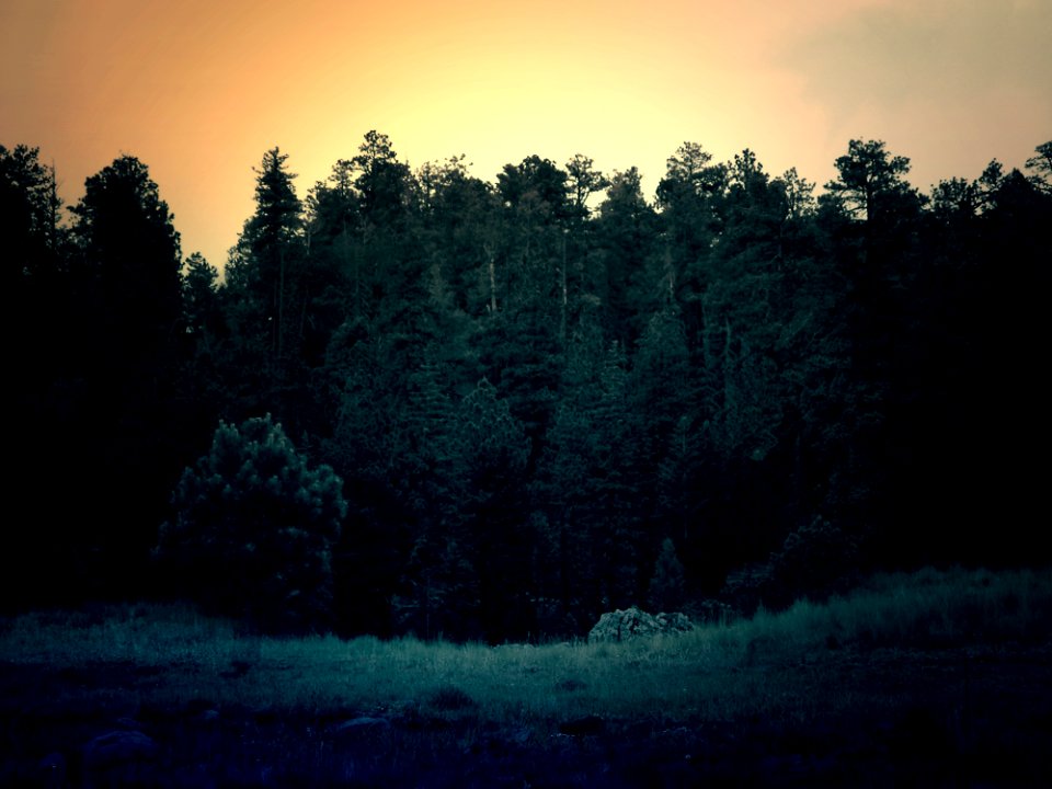 Dark Green Forest At Sunset