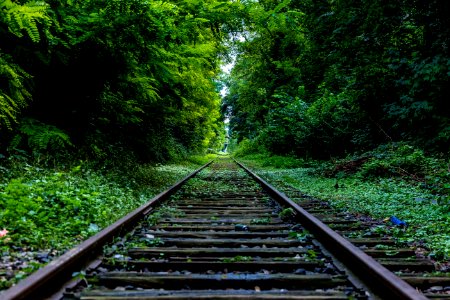 Railroad Track By Green Woods
