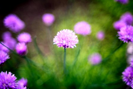 Chive Flower photo