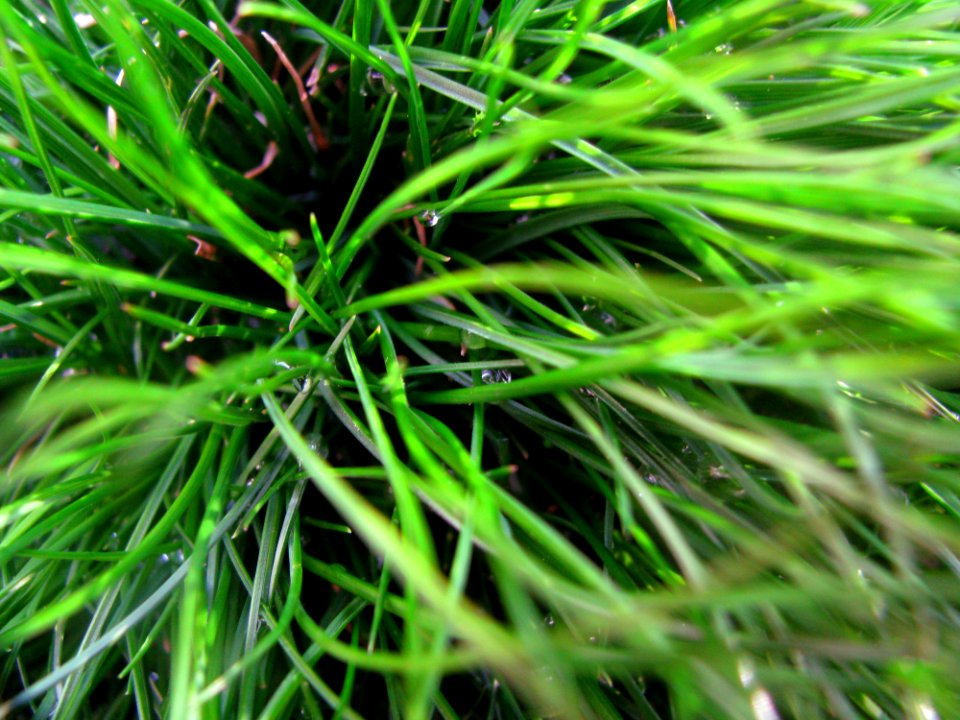 Macro Of Green Grass Stalks
