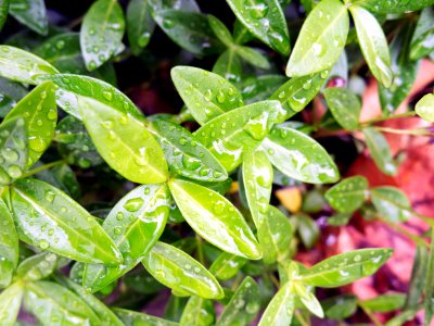Water Droplets On Green Plant Leaves