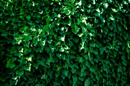 Green Ivy Leaves