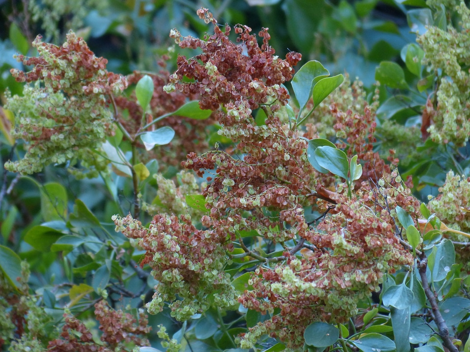 Rumex lunaria rumex polygalas