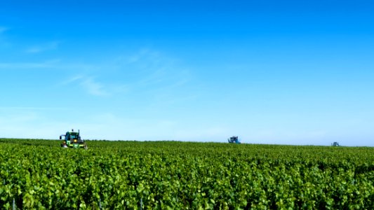 Vineyard Grass Trimmers
