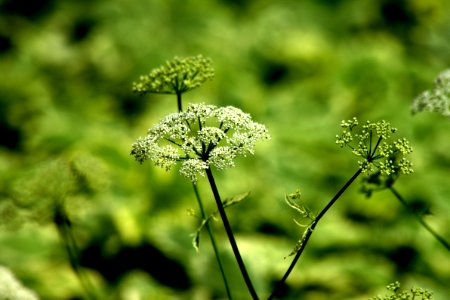 Greens Amidst The Greensyet Standing Out